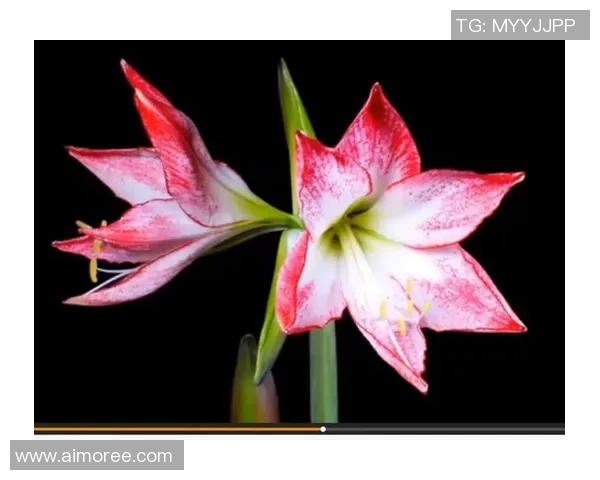 藏族美女与足球明星的浪漫爱情故事在草原上绽放出绚丽的花朵 藏族美女与足球明星的浪漫爱情故事在草原上绽放出绚丽的花朵